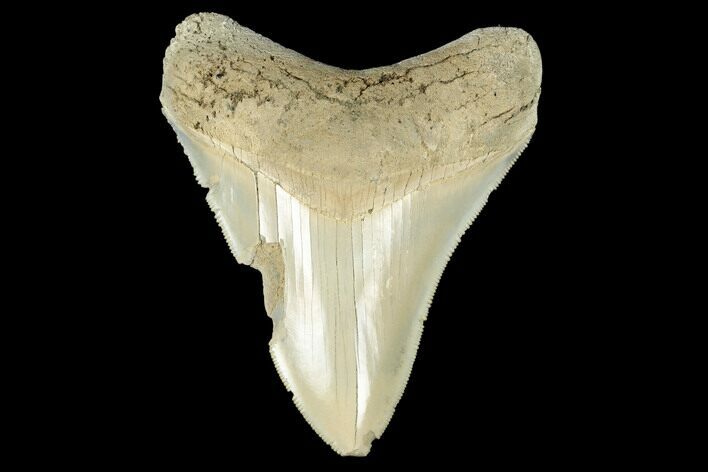 Serrated, Fossil Megalodon Tooth - Aurora, North Carolina #176574